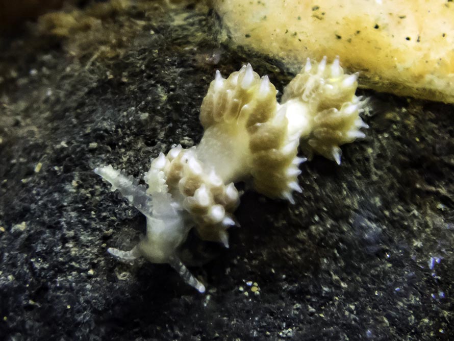 Baeolidia sp. A